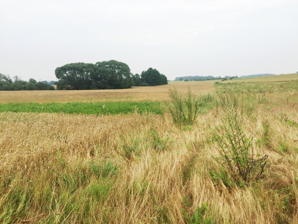 Sklypas Alytaus r. sav., Likiškiuose – nuotrauka 5