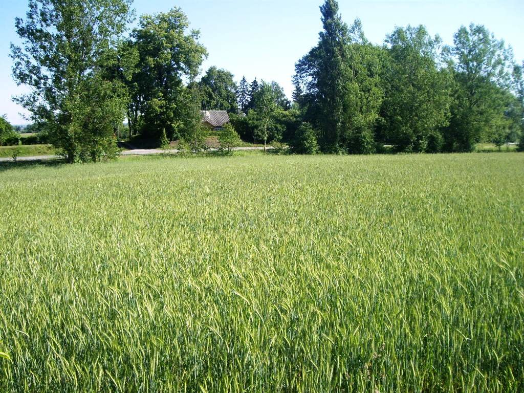 Sklypas Alytaus r. sav., Likiškėliuose, Senojo plento g. – nuotrauka 4