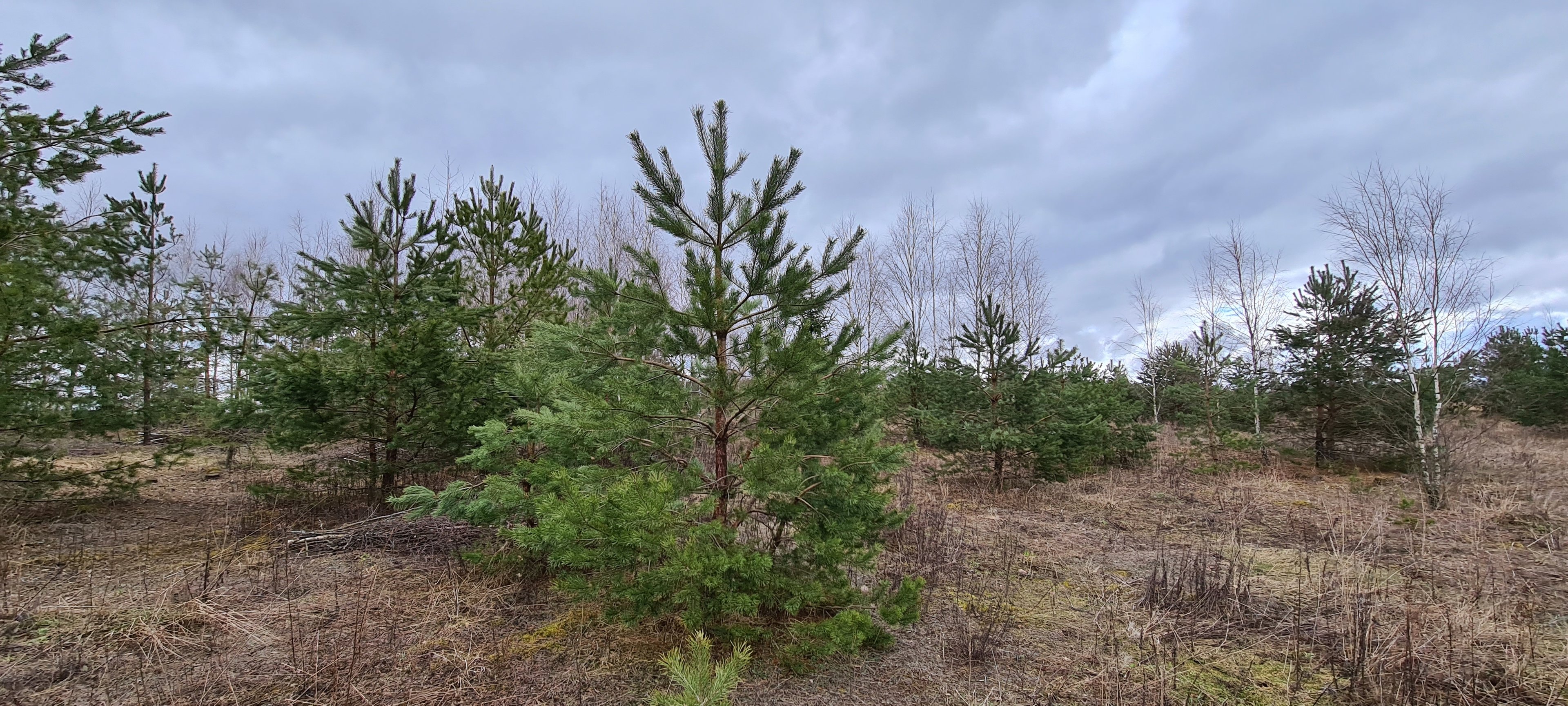Sklypas Vilnius, Guobos – nuotrauka 4