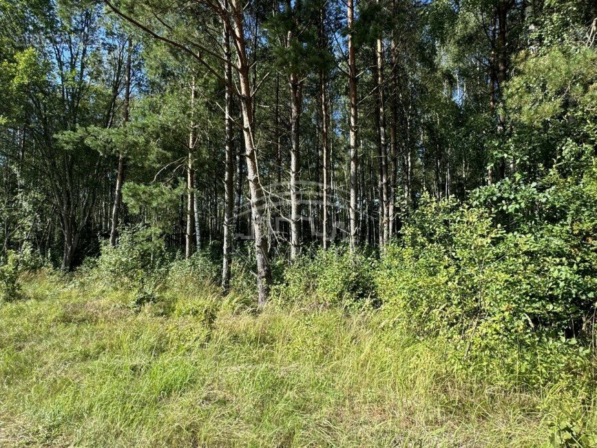 Sklypas Kretingos rajono sav., Drumulyje, Stirnos g. – nuotrauka 5