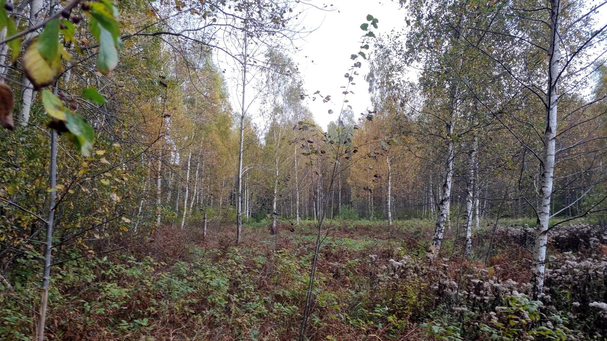 Sklypas Kauno rajono sav., Krušinskuose – nuotrauka 3