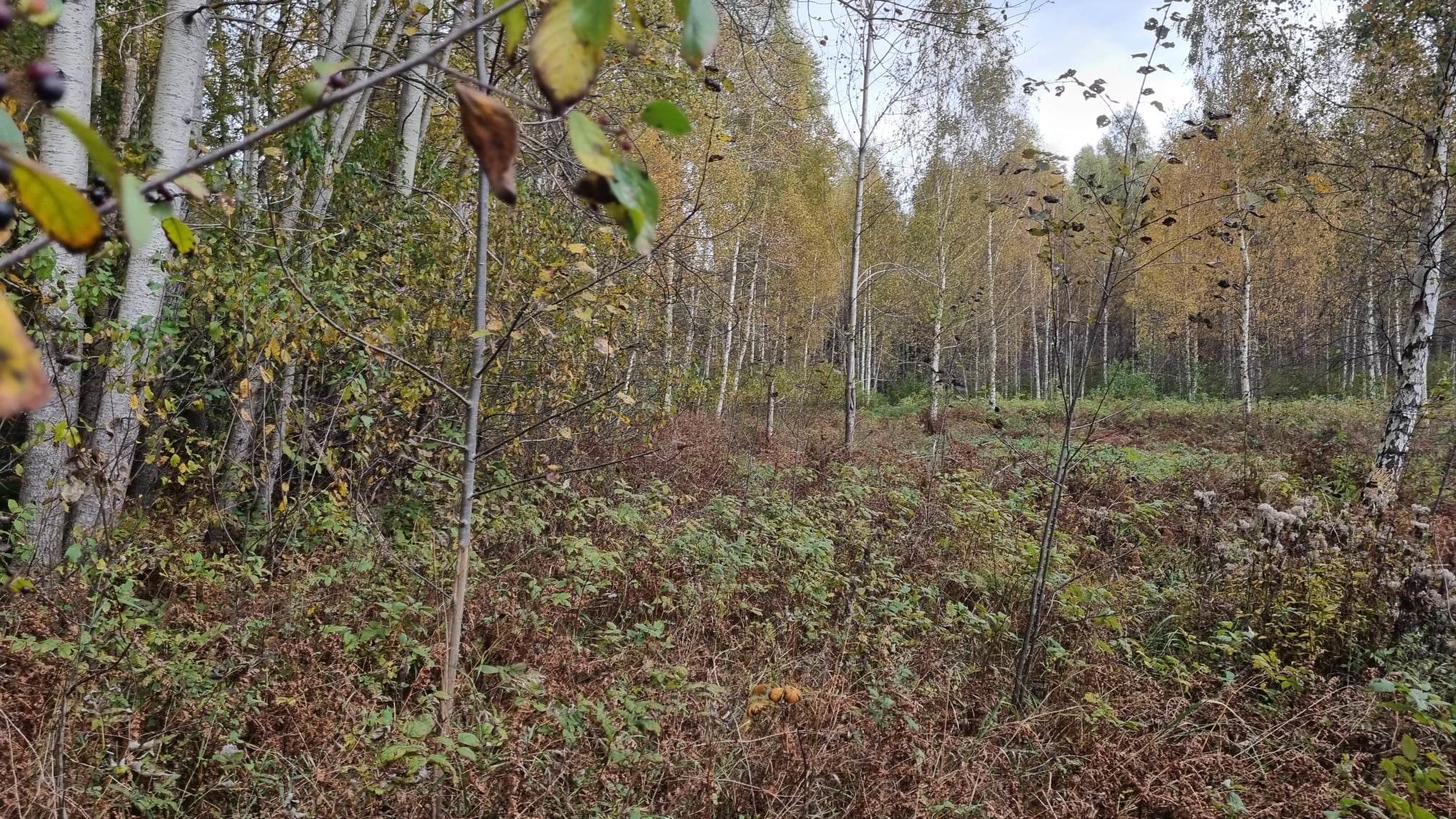 Sklypas Kauno rajono sav., Krušinskuose – nuotrauka 5