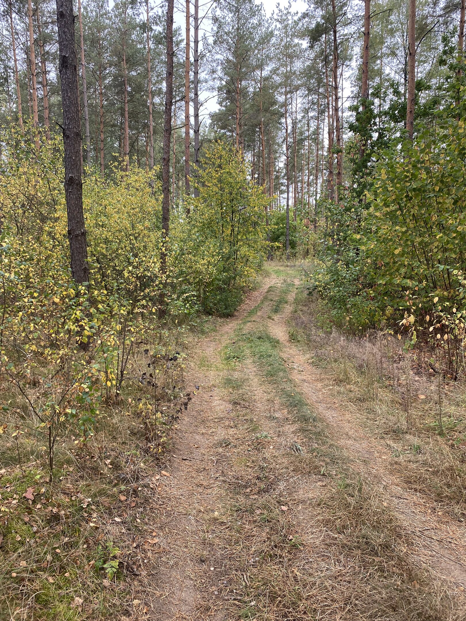 Участок Druskininkų sav., Vilkanastruose, Azagio g. – изображение 5