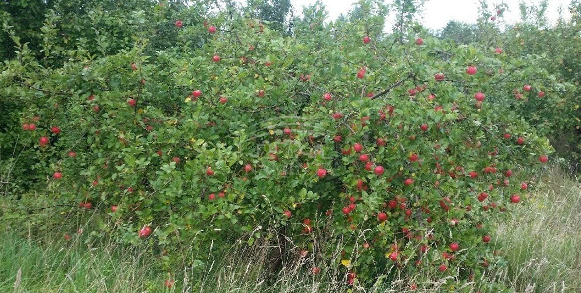 Sklypas Klaipėdos rajono sav., Kalnuvėnuose, Kregždučių g. – nuotrauka 4