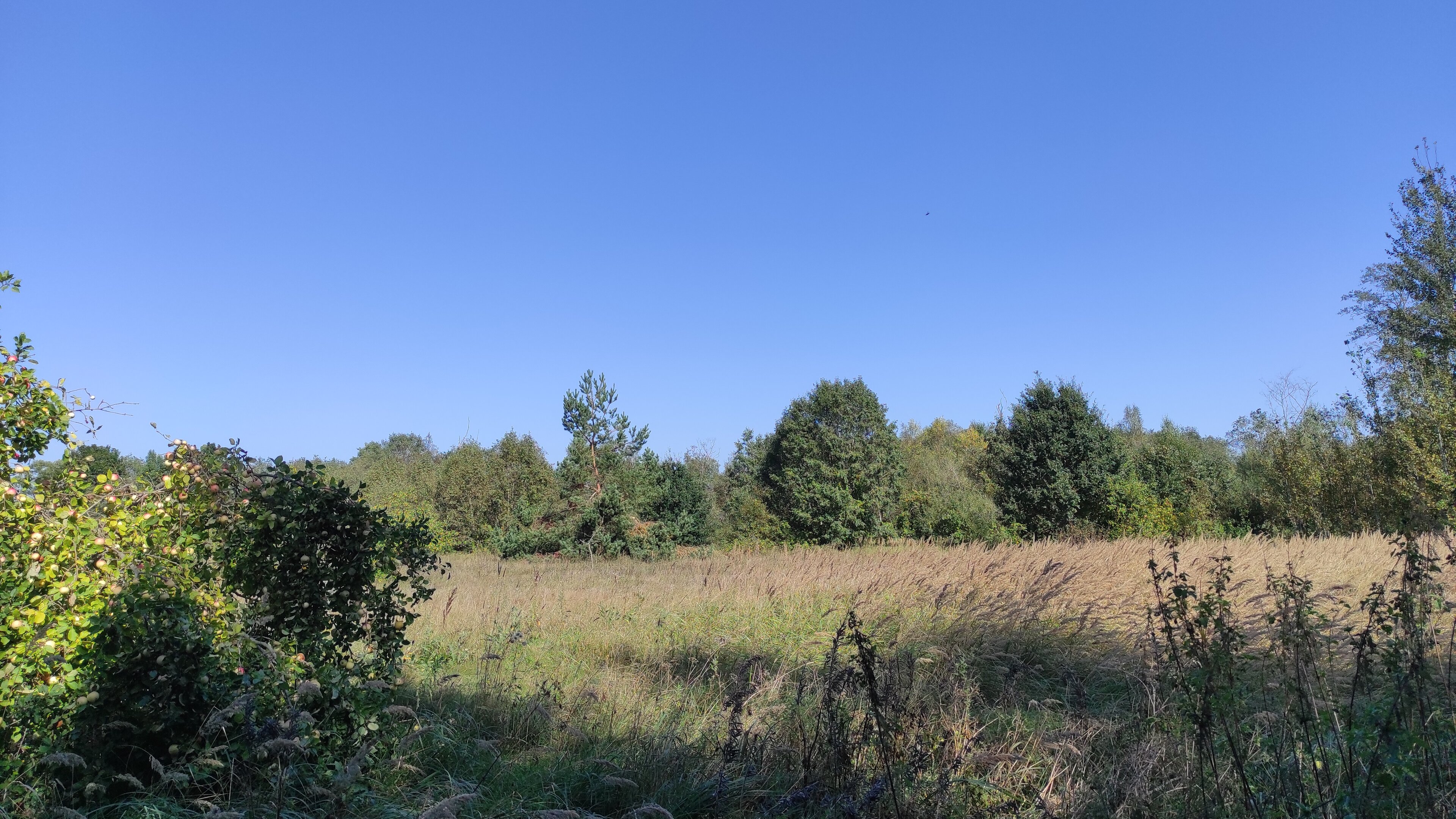 Sklypas Kupiškio rajono sav., Paviešintyje – nuotrauka 4