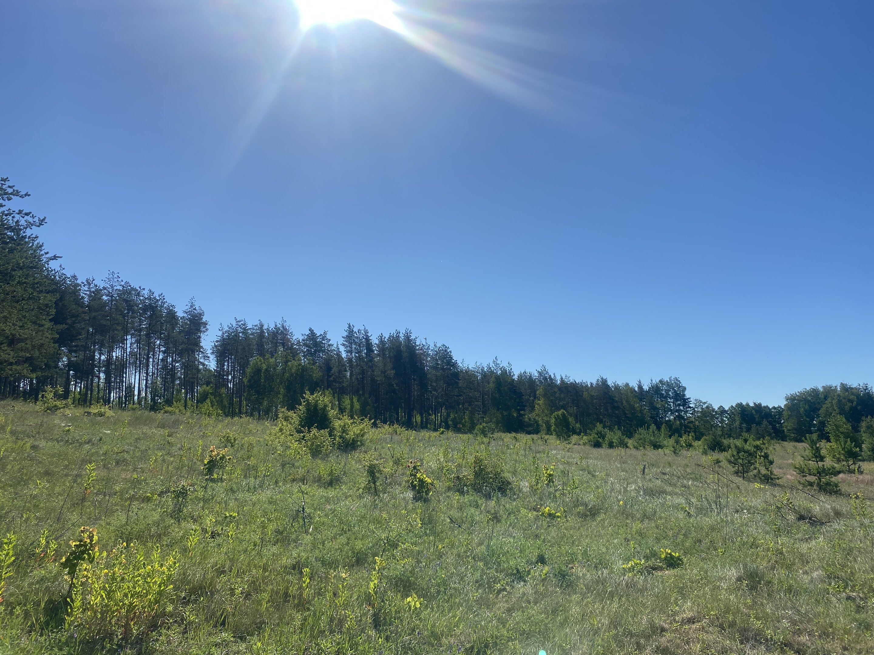 Sklypas Lazdijų rajono sav., Šadžiūnuose – nuotrauka 5