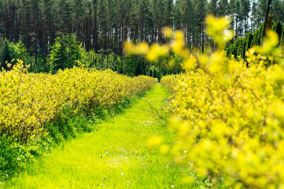 Sklypas Varėnos rajono sav., Dargužiuose – nuotrauka 5