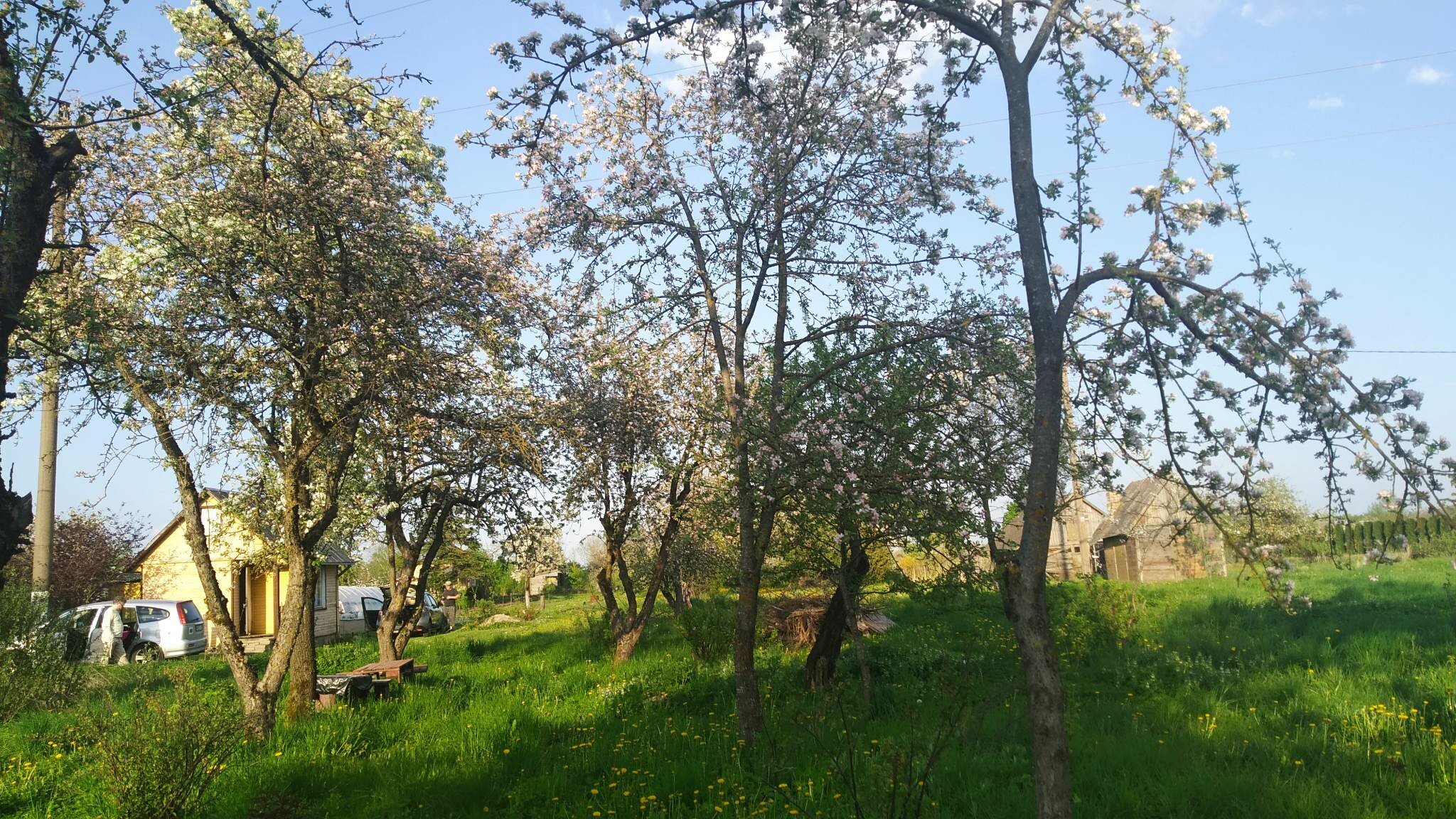 Sodo namas Radviliškio rajono sav., Baisogaloje, Sodų 3-oji g. – nuotrauka 3