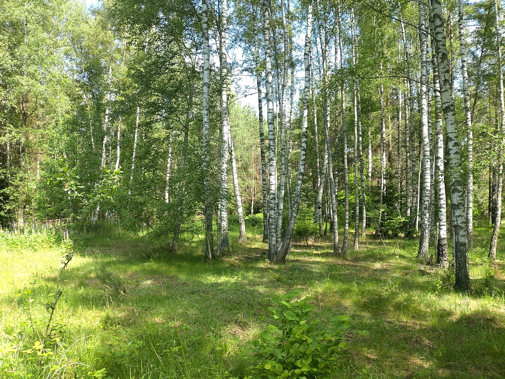 House Varėnos rajono sav., Panaroje – image 5