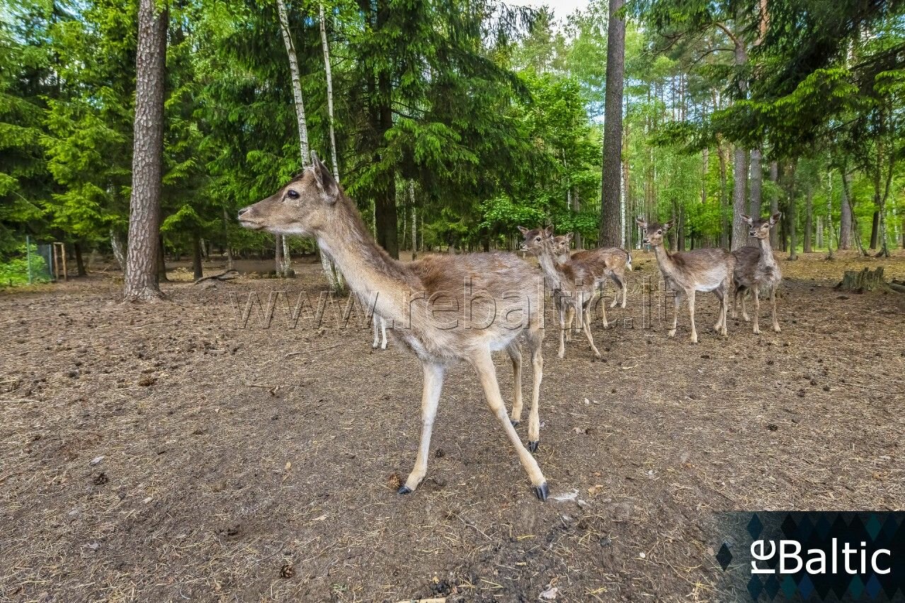 Gyvenamasis namas Vilniuje, Valakampiuose, Nemenčinės pl. – nuotrauka 4