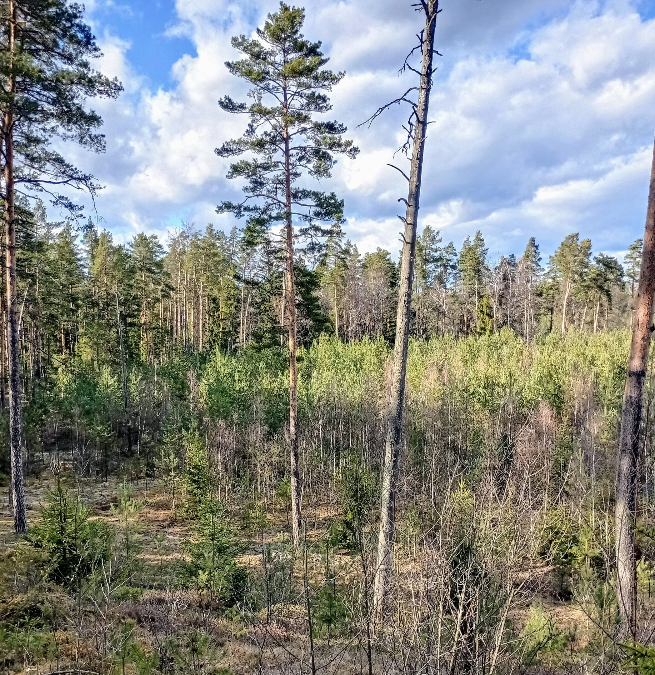 Sklypas Druskininkų sav., Latežeryje, Upės g. – nuotrauka 6