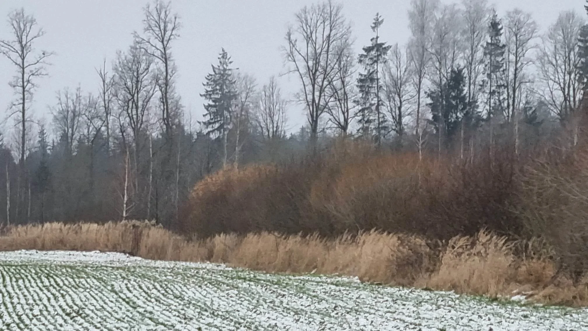Sklypas Kauno rajono sav., Girininkai I, Eglyno g. – nuotrauka 3