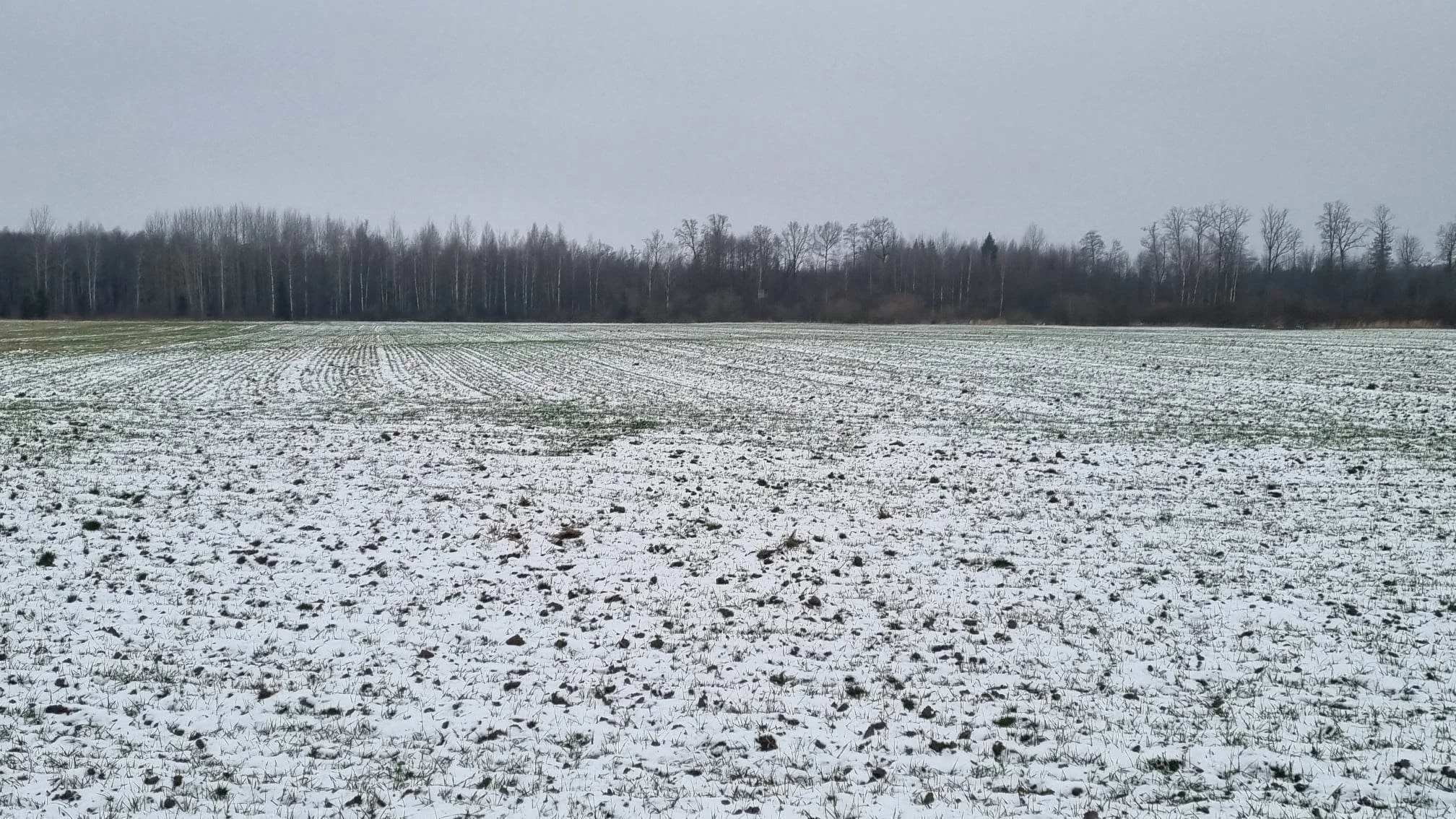 Sklypas Kauno rajono sav., Girininkai I, Eglyno g. – nuotrauka 6