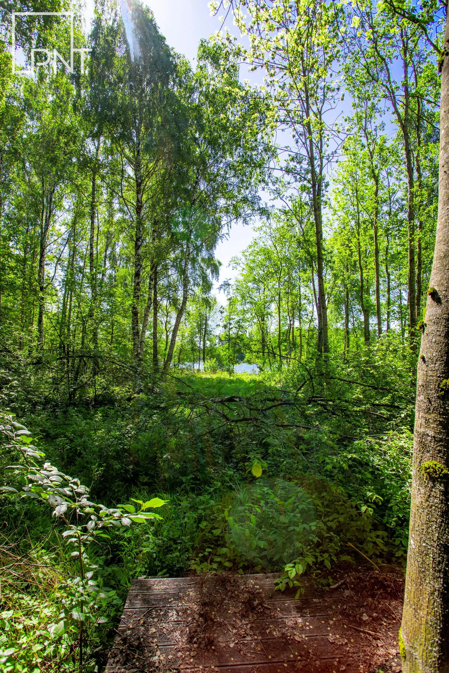 Sklypas Panevėžio rajono sav., Datūniškyje – nuotrauka 6