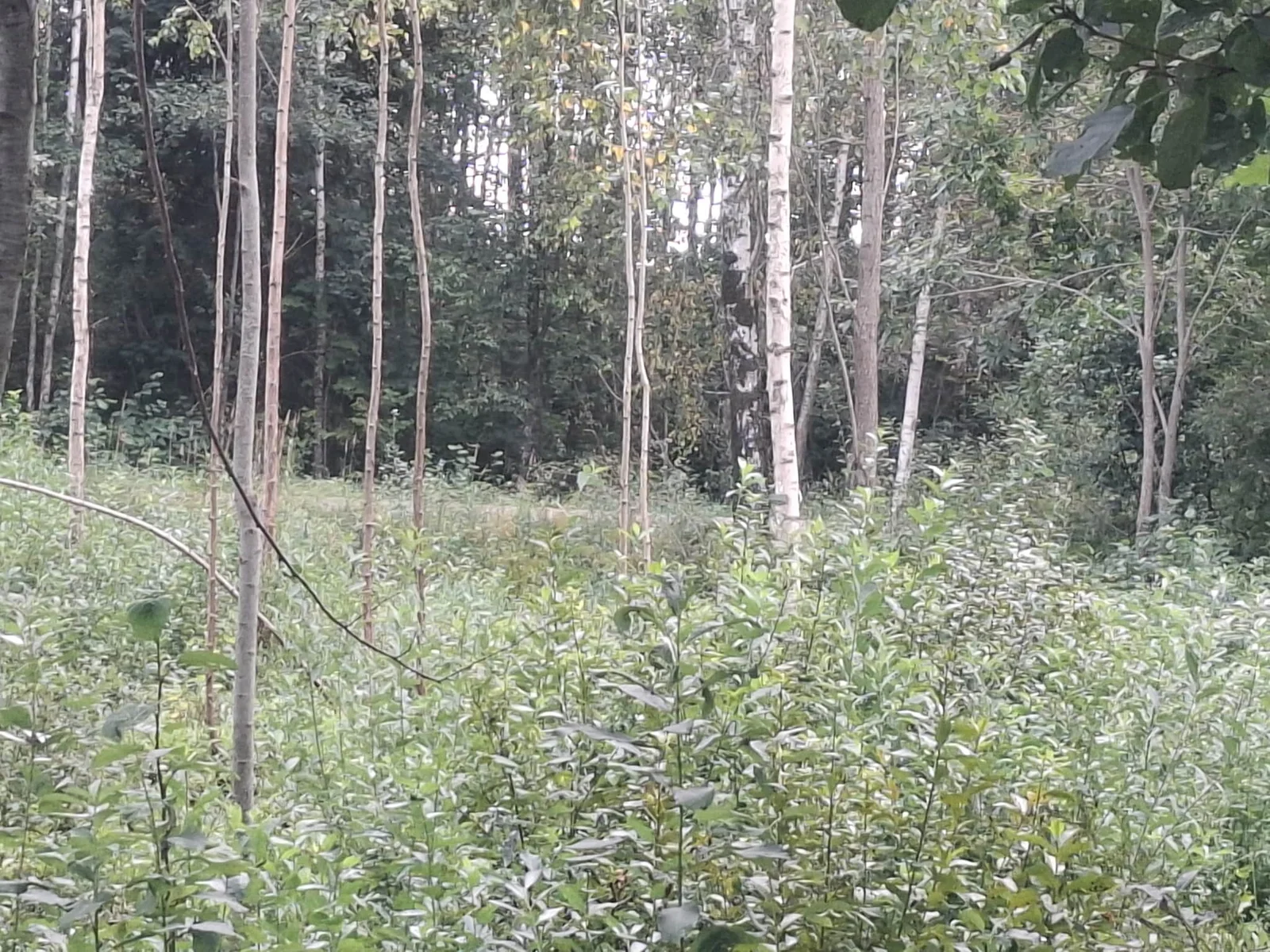 участок Klaipėdos rajono sav., Vaiteliuose, Lakštingalų 3-oji g. – изображение 4