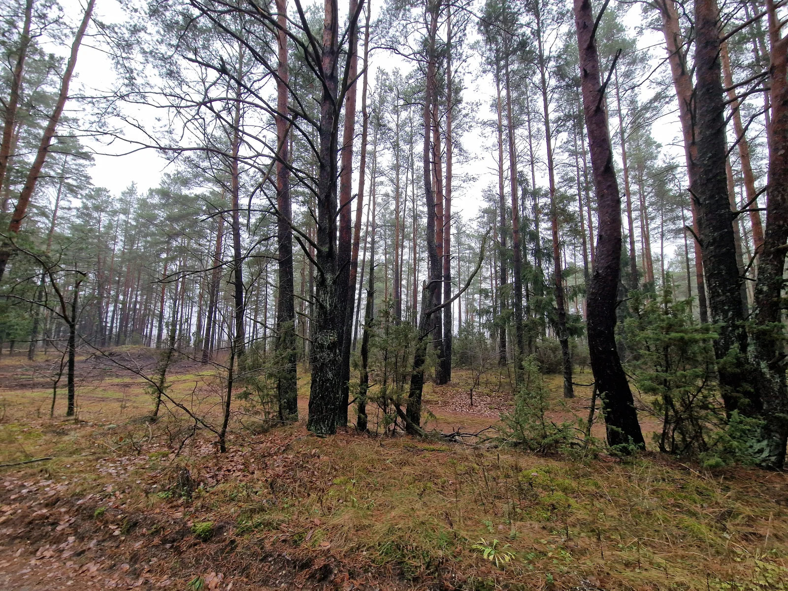 Sklypas Druskininkų sav., Jaskonyse, Jaskonių g. – nuotrauka 4