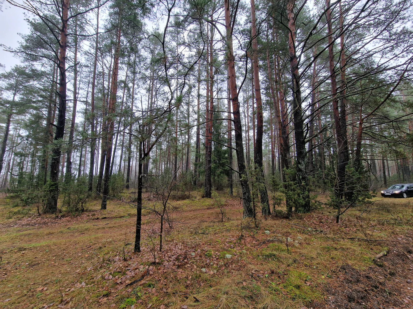 Sklypas Druskininkų sav., Jaskonyse, Jaskonių g. – nuotrauka 5