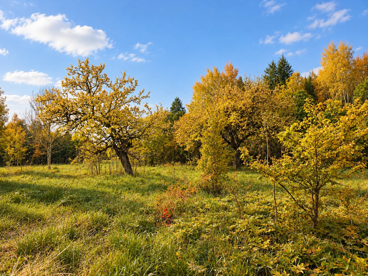 Farmstead Anykščių r. sav., Daujočiuose, Pievų g. – image 4