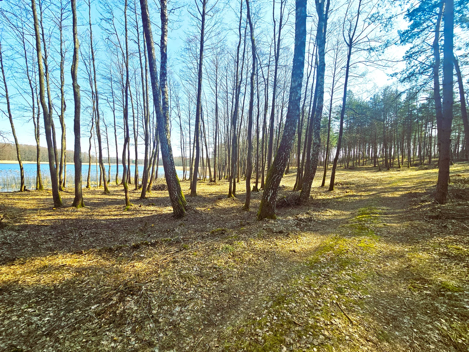 участок Lazdijų rajono sav., Radvilonyse, Radvilonių g. – изображение 4