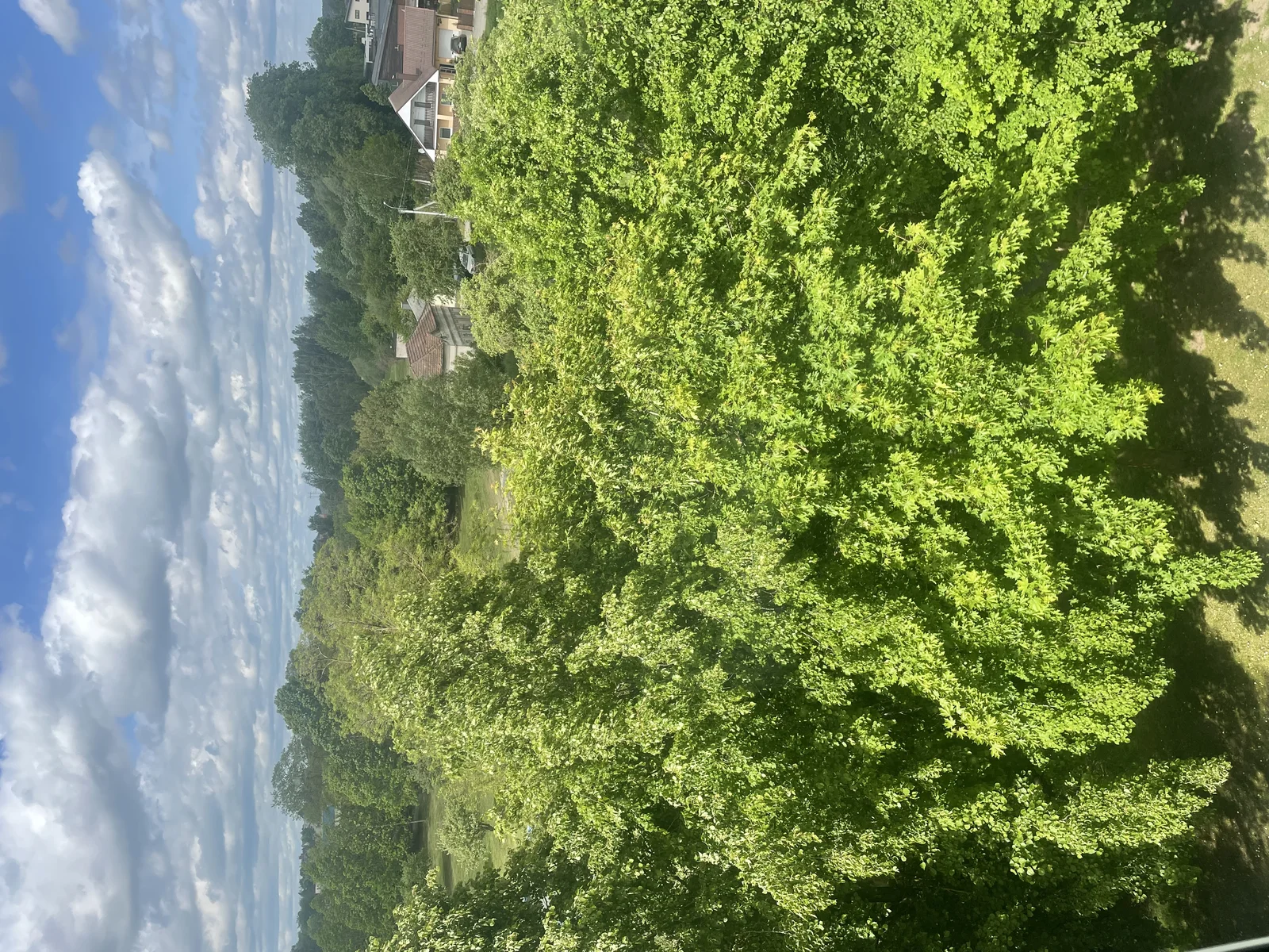Birutės g. 41, Medelynas, Šiauliai, 3 kamb. – nuotrauka 6