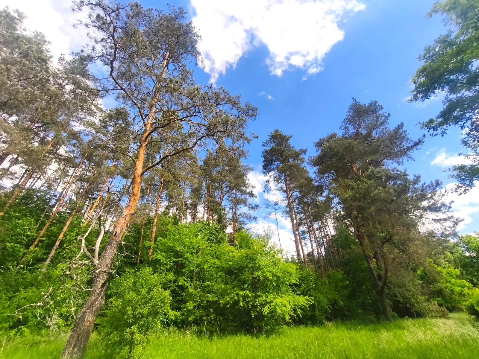 Sklypas Vilniaus rajono sav., Jusinėje – nuotrauka 4