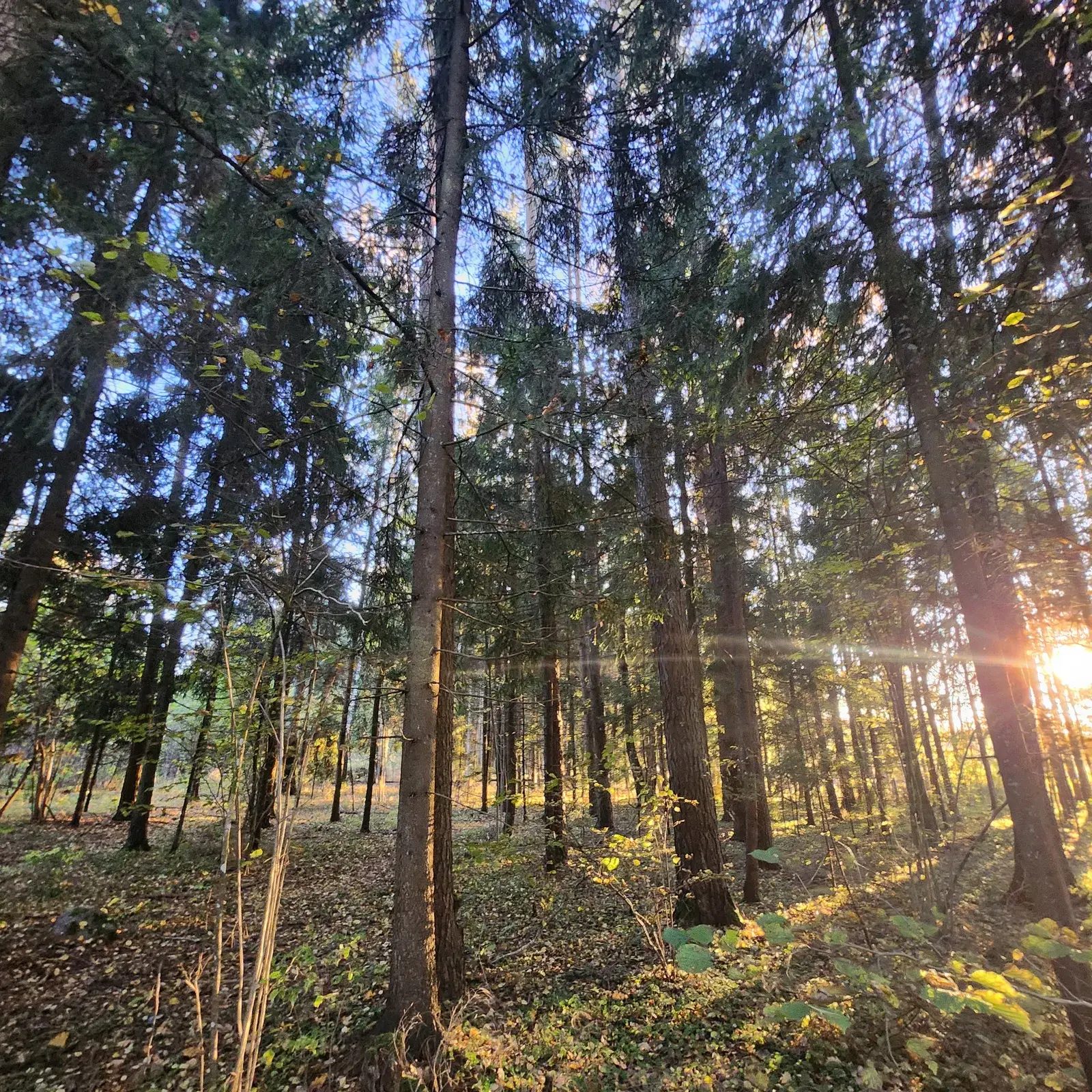 Sklypas Vilniuje Skaidiškėse, Eglių g. – nuotrauka 5