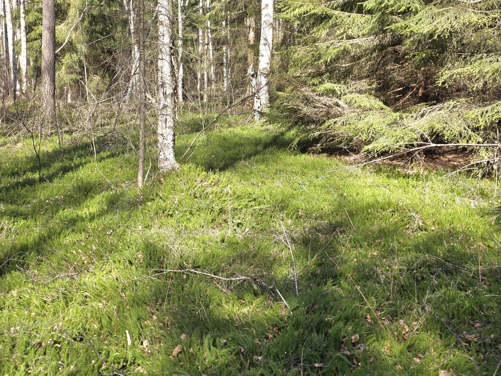 Sklypas Zarasų rajono sav., Kaziūriškėse – nuotrauka 6