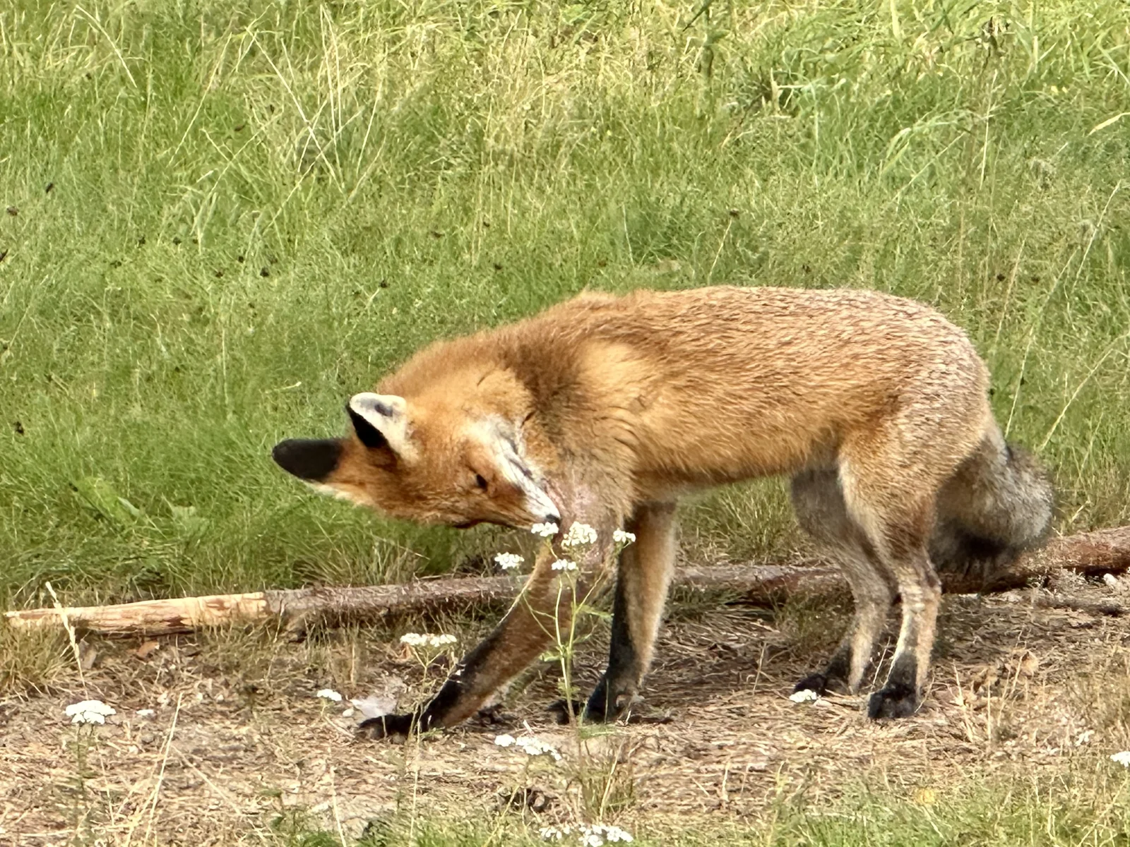 Turistų g., Giruliai, Klaipėda, 2 kamb. – nuotrauka 4
