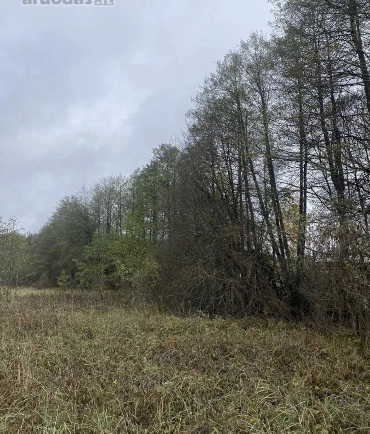 Sklypas Druskininkų sav., Gailiūnuose, Gailiūnų g. – nuotrauka 3